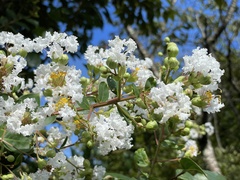 Lagerstroemia subcostata