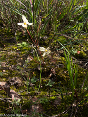Moraea gawleri