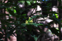 Daphne arisanensis
