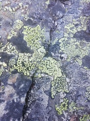 Rhizocarpon