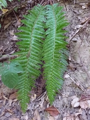 Polystichum aculeatum