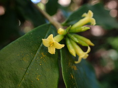 Daphne arisanensis