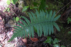 Dryopteris cycadina