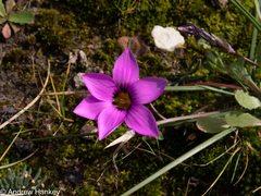 Romulea