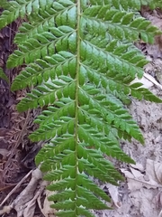 Polystichum aculeatum