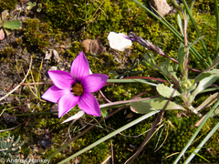 Romulea