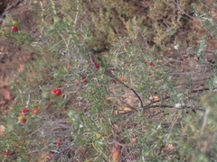 Enchylaena tomentosa