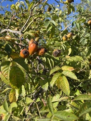 Rosa rubiginosa