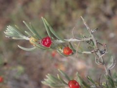 Enchylaena tomentosa