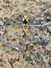 Caladenia verrucosa