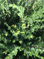 Pimelea serpyllifolia