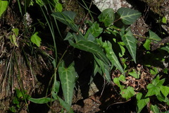 Reynoutria multiflora