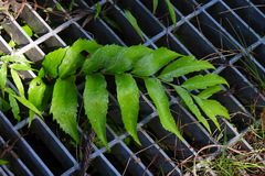 Cyrtomium devexiscapulae