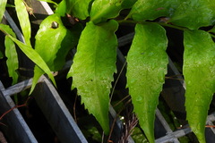 Cyrtomium devexiscapulae