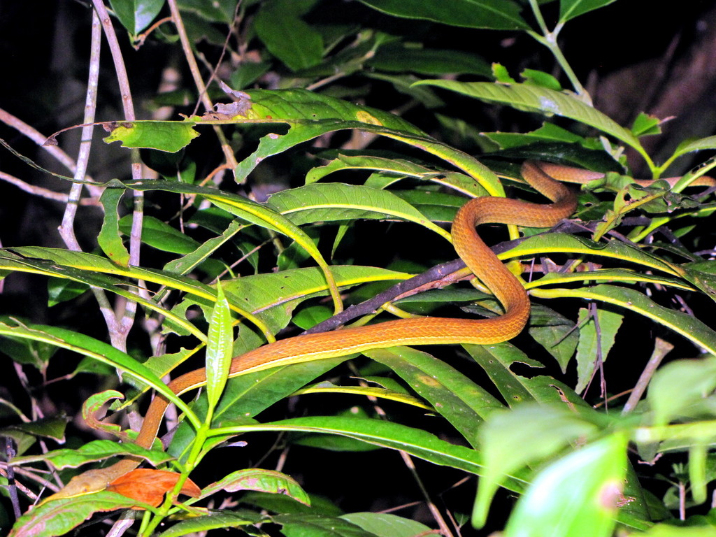 Madagascar Leaf-nosed Snake