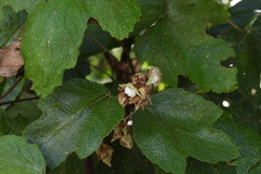 Rubus formosensis