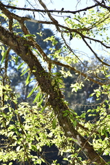 Thrixspermum laurisilvaticum