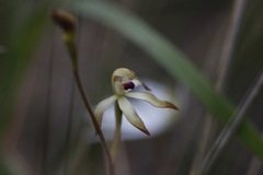 Caladenia testacea