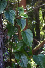 Schisandra arisanensis