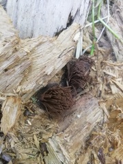 Stemonitis splendens