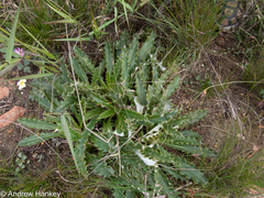 Berkheya armata