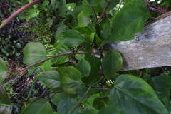 Schisandra arisanensis