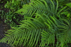 Microlepia strigosa