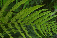Microlepia strigosa