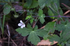 Geranium wilfordii
