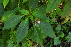 Impatiens devolii