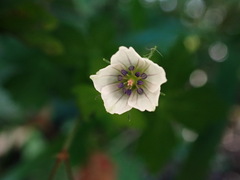 Geranium wilfordii