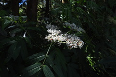 Sambucus javanica