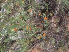 Enchylaena tomentosa