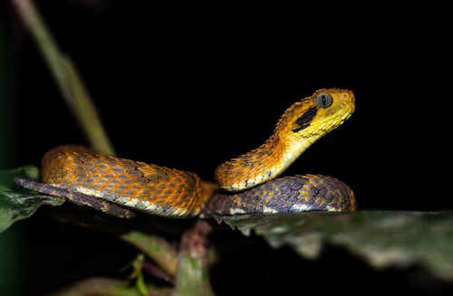 African Hairy Bush Viper (Atheris hispida) · iNaturalist