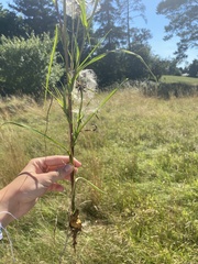 Sonchus palustris