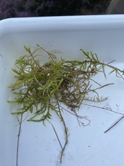 Pleurozium schreberi