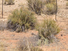 Montinia caryophyllacea