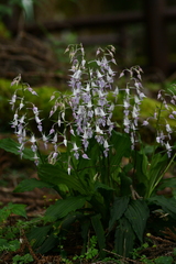Calanthe puberula reflexa