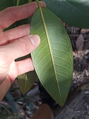 Ficus rubiginosa