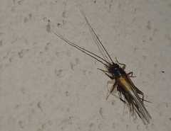 Stenonemobius gracilis