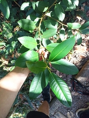 Ficus rubiginosa