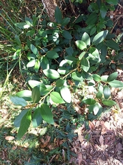 Ficus rubiginosa