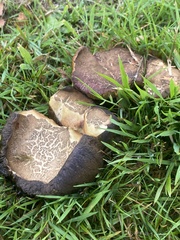Paxillus cuprinus