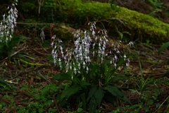 Calanthe puberula reflexa