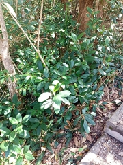 Ficus rubiginosa
