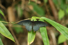Papilio memnon agenor