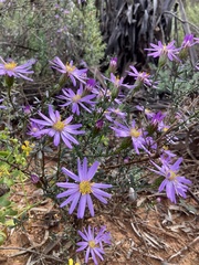 Olearia magniflora