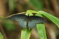 Papilio memnon agenor