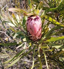 Protea neriifolia