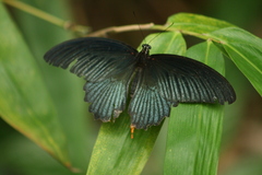 Papilio memnon agenor